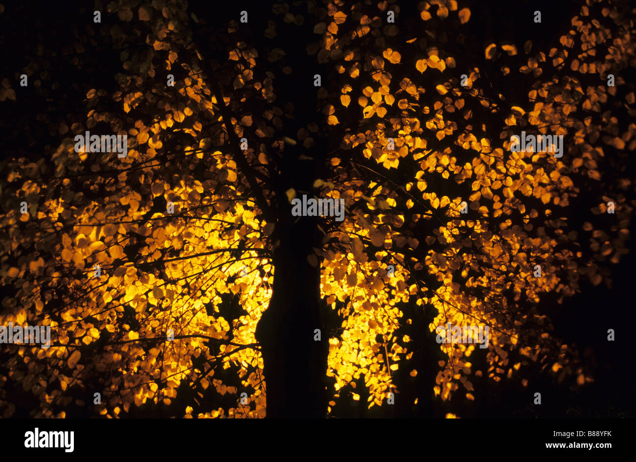 Linder tree highlighted by a street lamp, Denmark Hill, London, UK Stock Photo