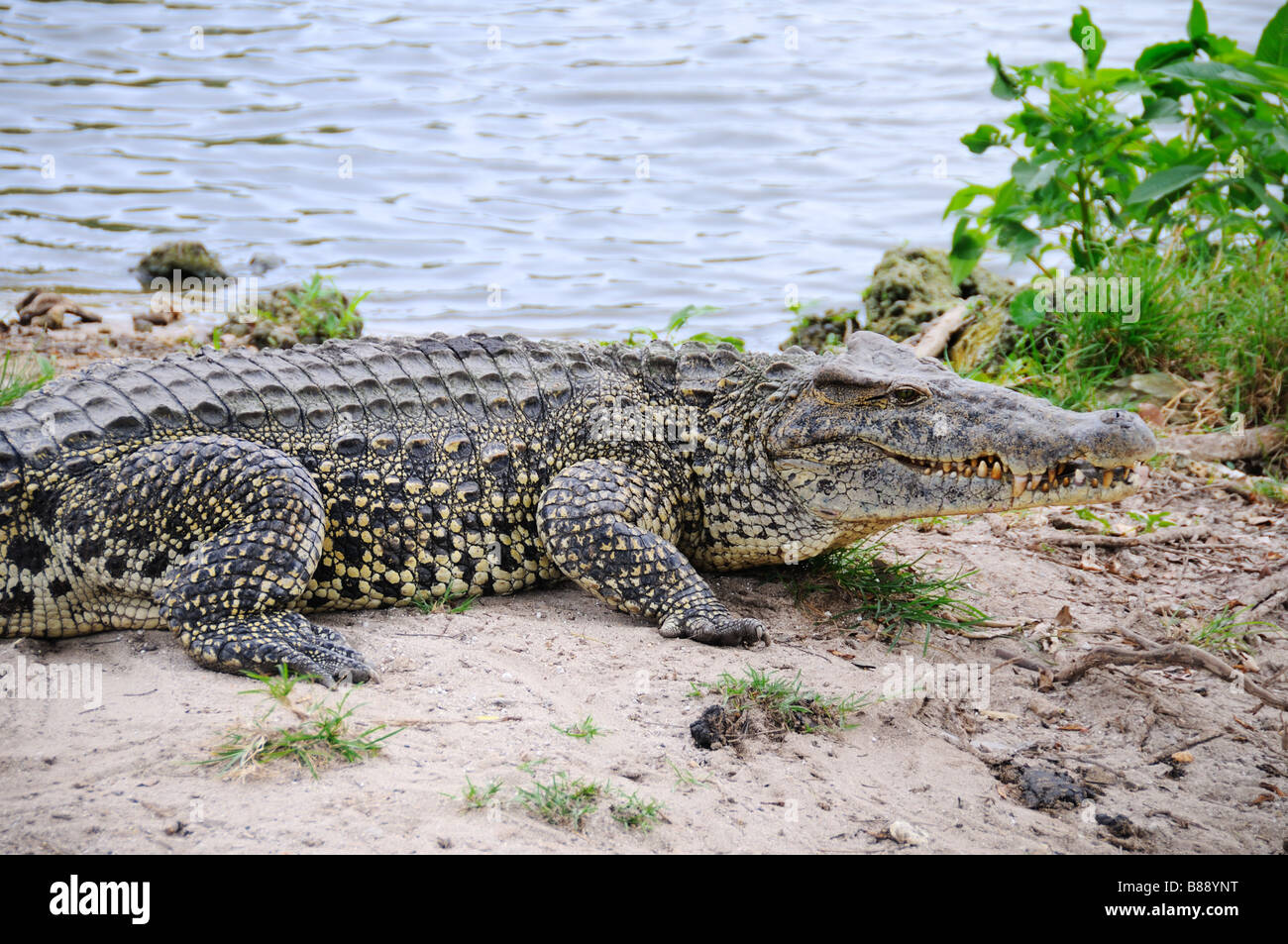 Alligators on natural habitat on Guama Lagoon, Cuba Stock Photo