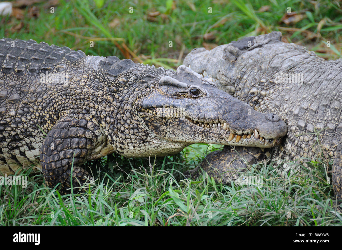 Alligators on natural habitat on Guama Lagoon, Cuba Stock Photo