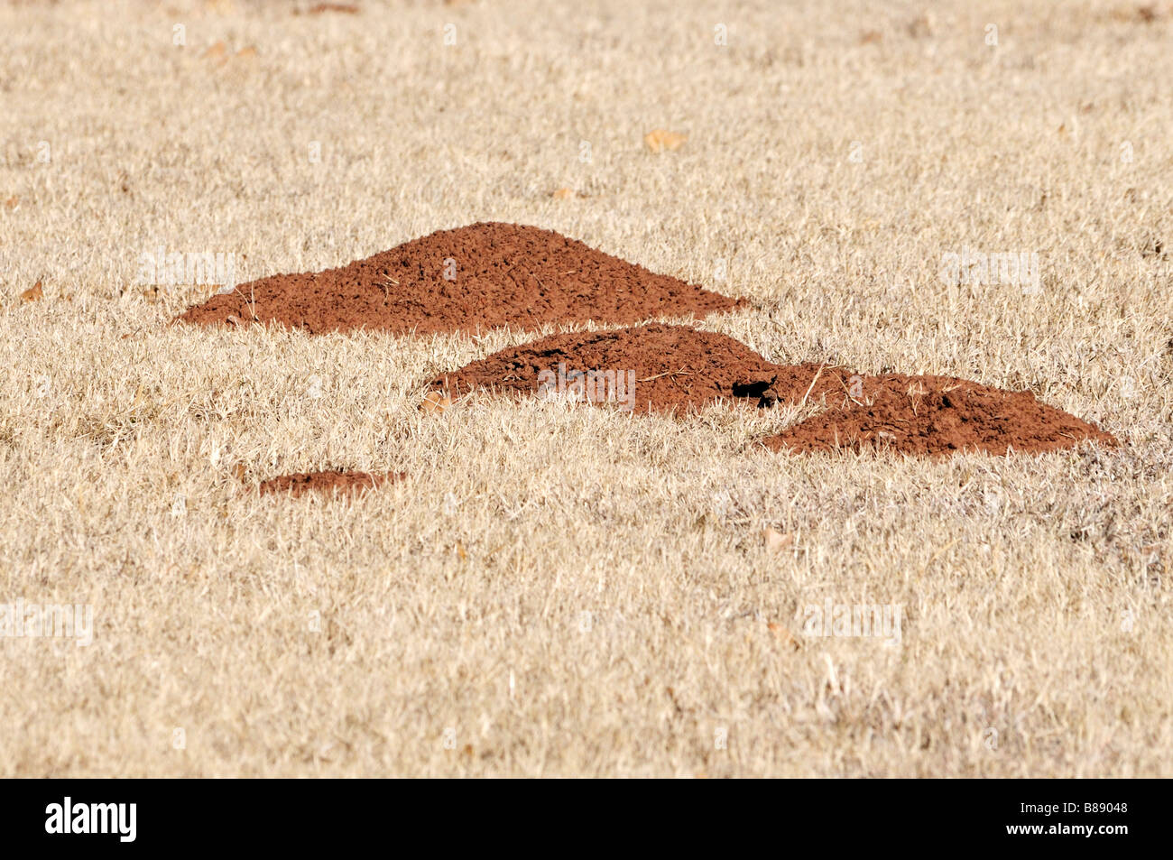 Pocket gopher hires stock photography and images Alamy