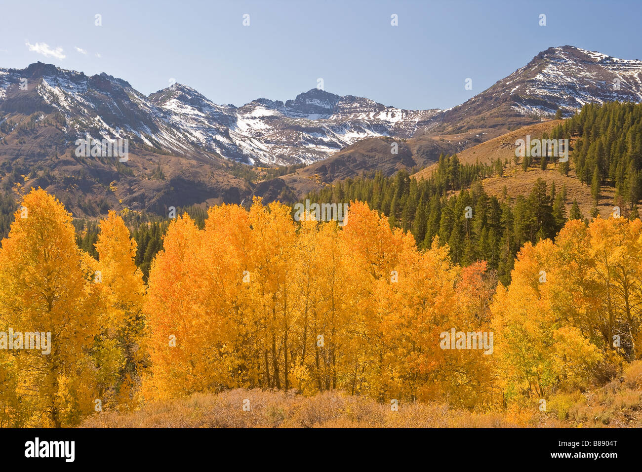 aspen (Populus tremuloides) trees in fall colors Sonora Pass Sierra ...