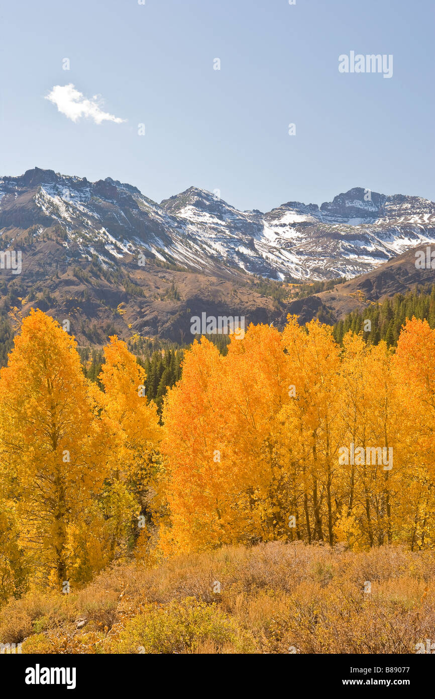 aspen (Populus tremuloides) trees in fall colors Sonora Pass Sierra Nevada Mountains California United States of America Stock Photo