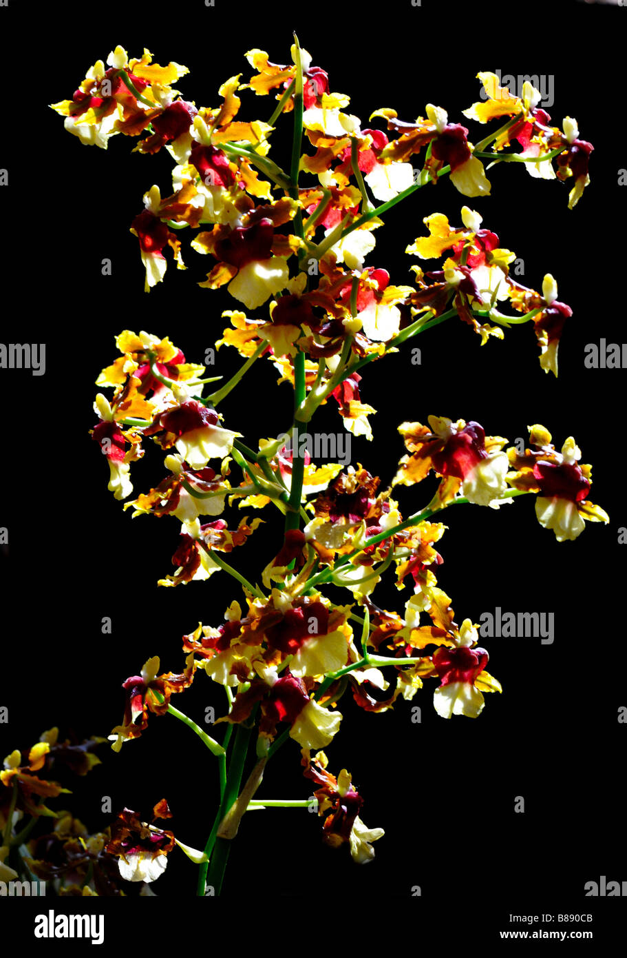 Cluster of orchid flowers - Colmanara Space Race 'Coco'. Stock Photo
