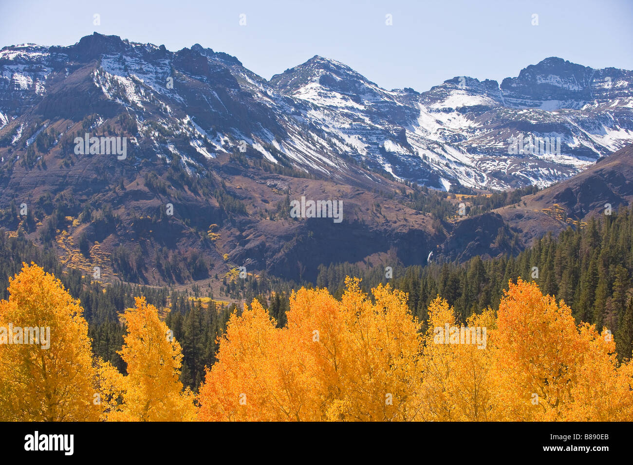 aspen (Populus tremuloides) trees in fall colors Sonora Pass Sierra