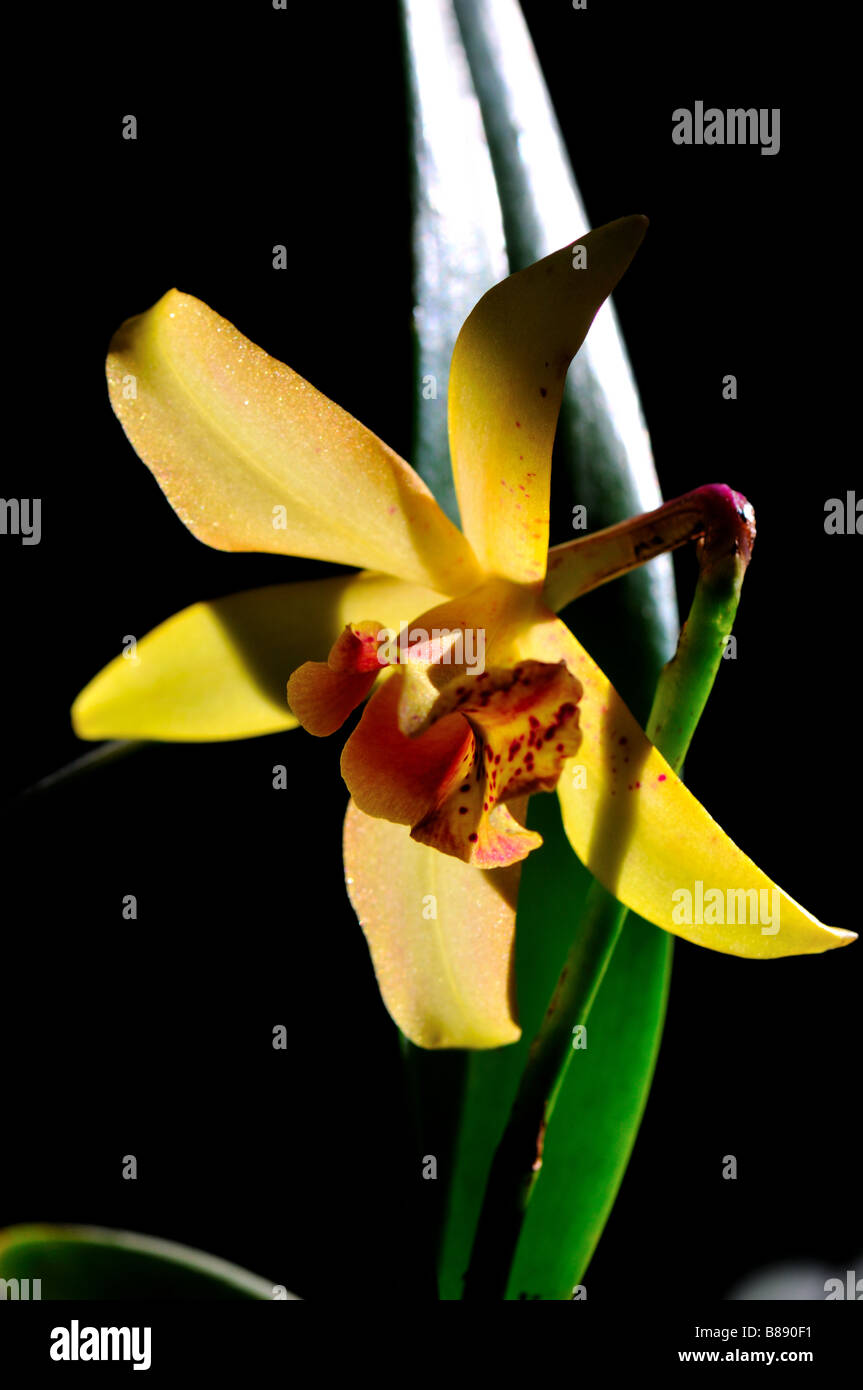Orchid flower - Blc. Golden Tang. Stock Photo