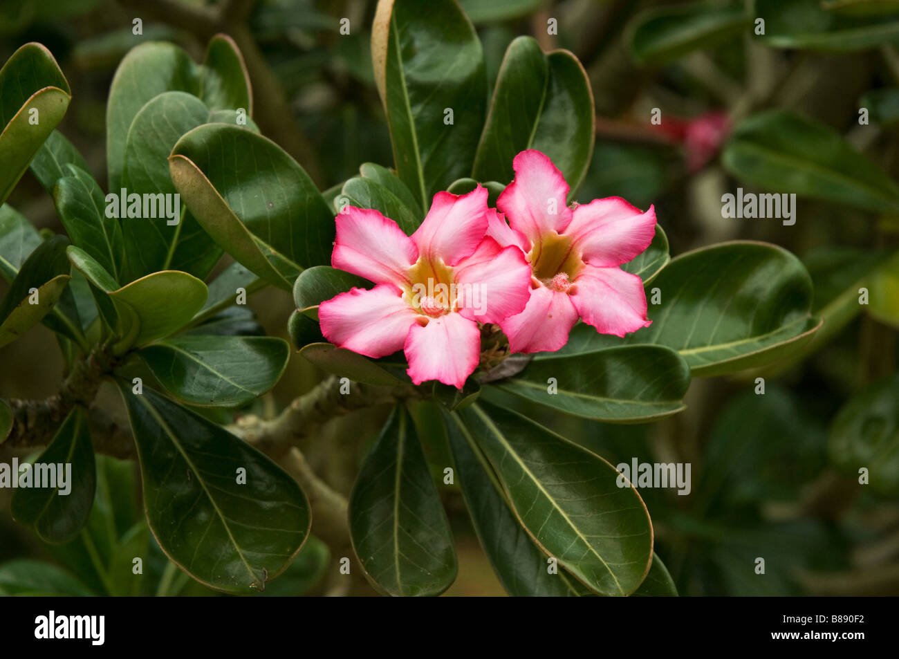 Desert Rose Adenium obesum of Apocynaceae family Kanapaha Botanical Gardens Gainesville Florida Stock Photo