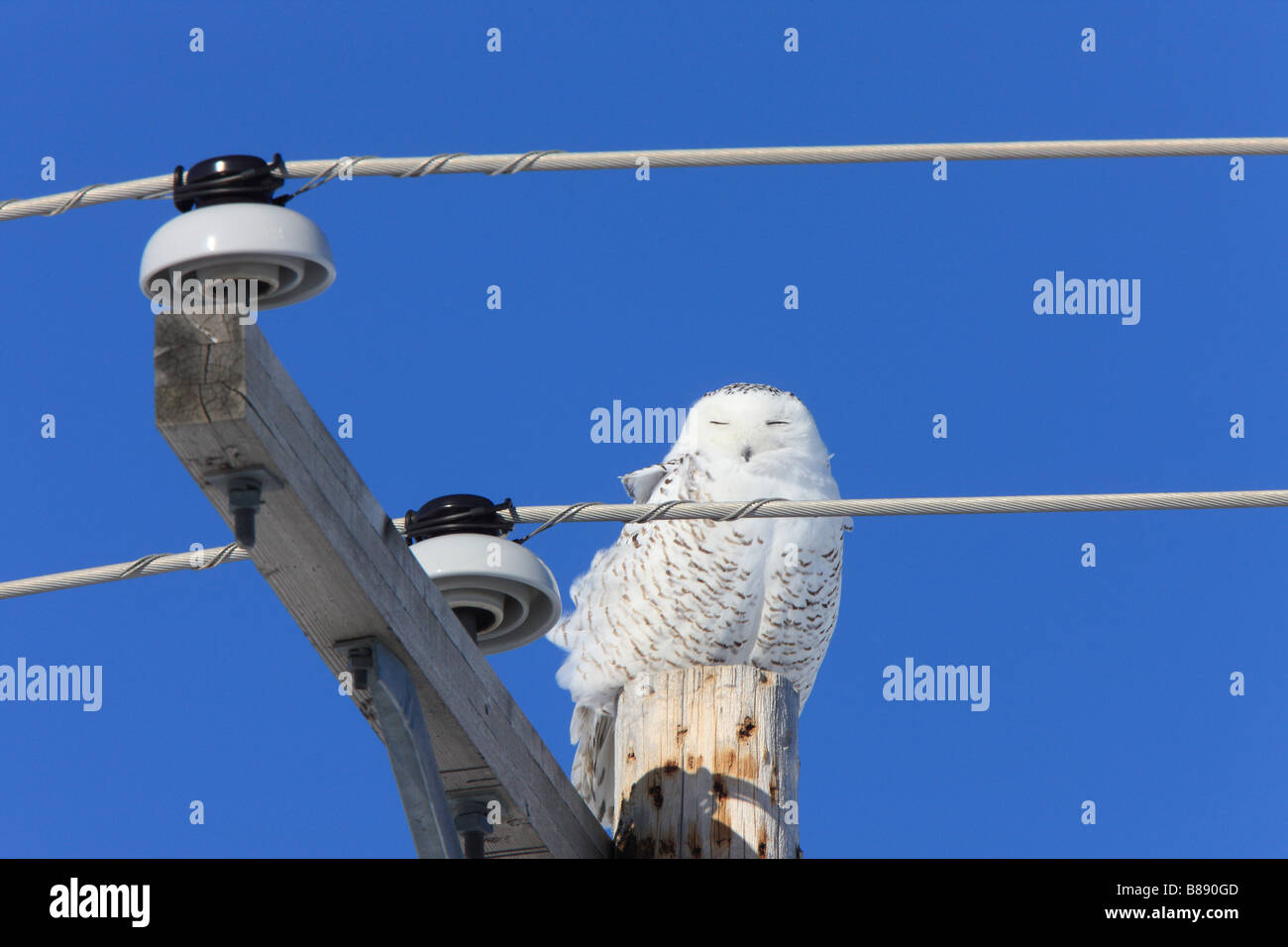 Snowy Owl Winter Canada Stock Photo Alamy