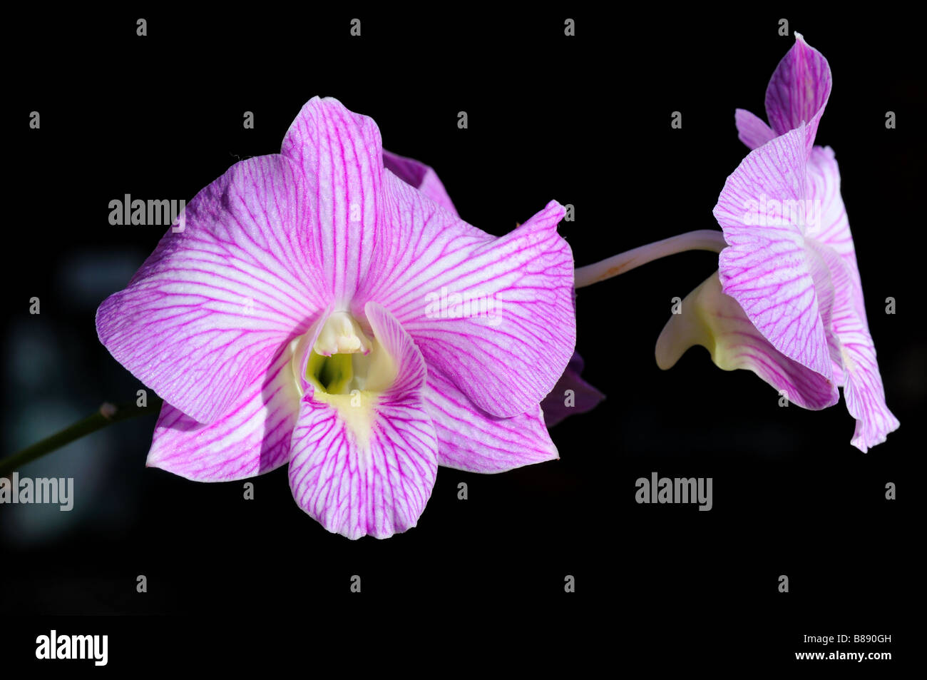 Pink orchid house plant hi-res stock photography and images - Alamy