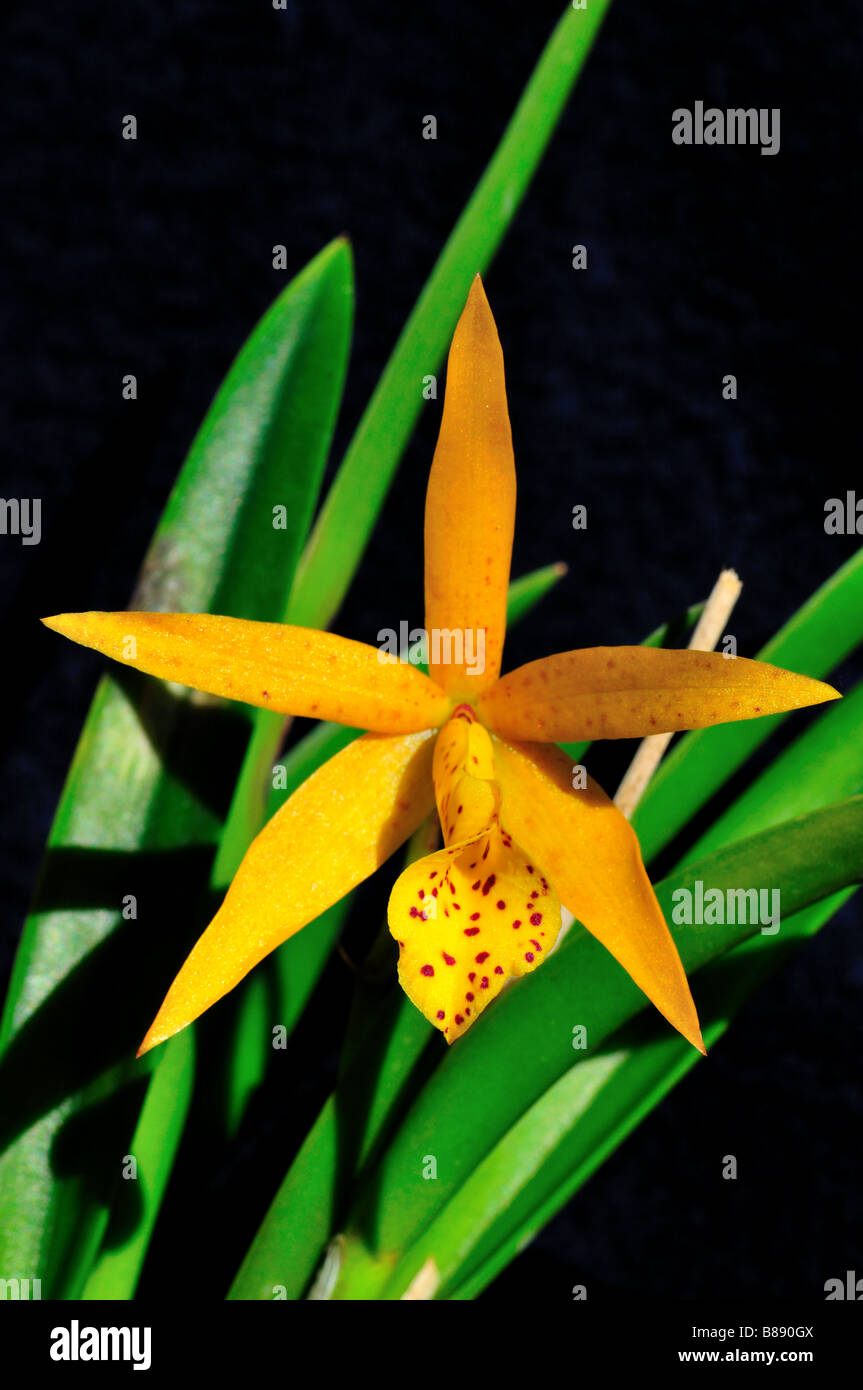Yellow orchid flower. Stock Photo