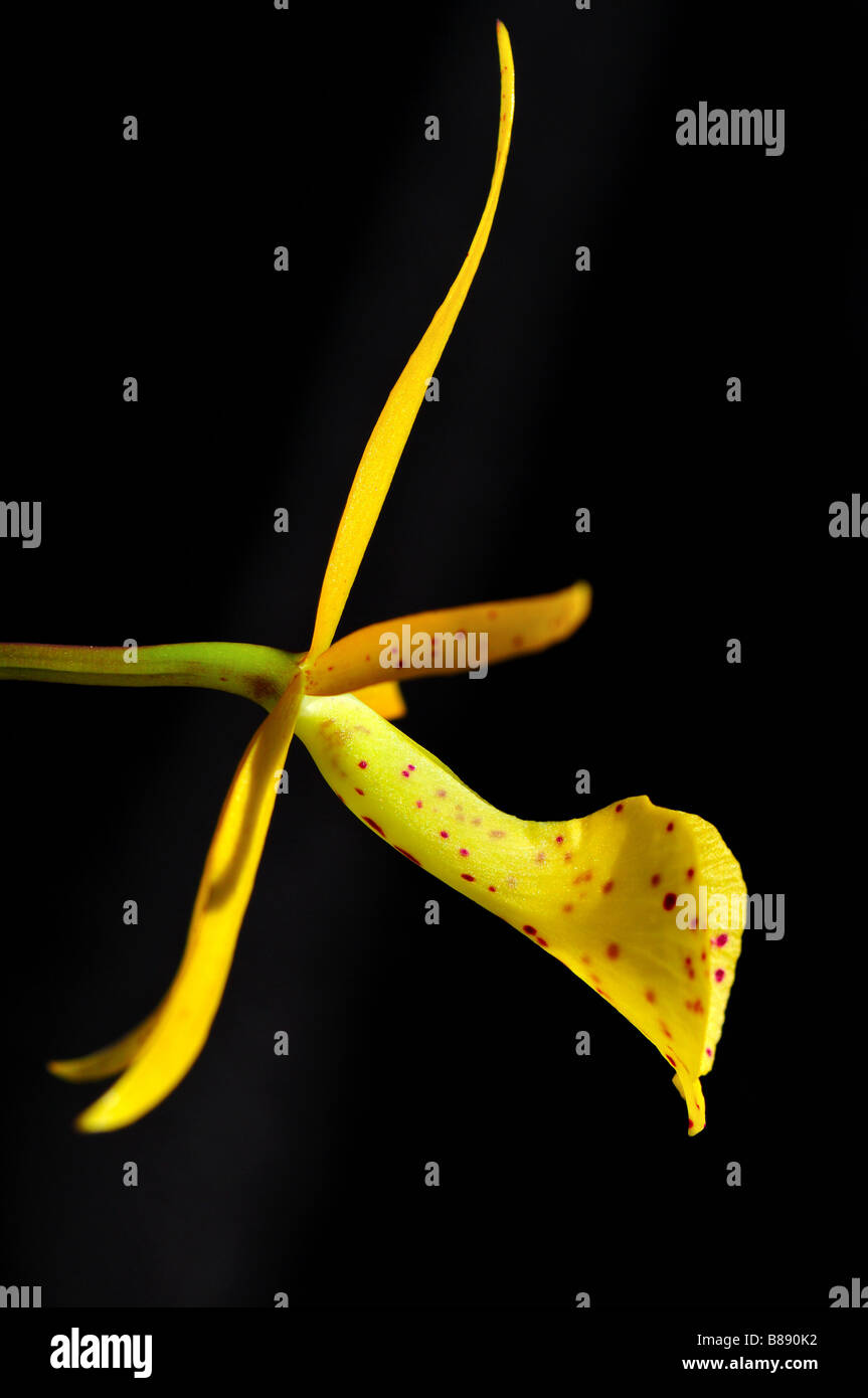 Yellow orchid flower. Stock Photo