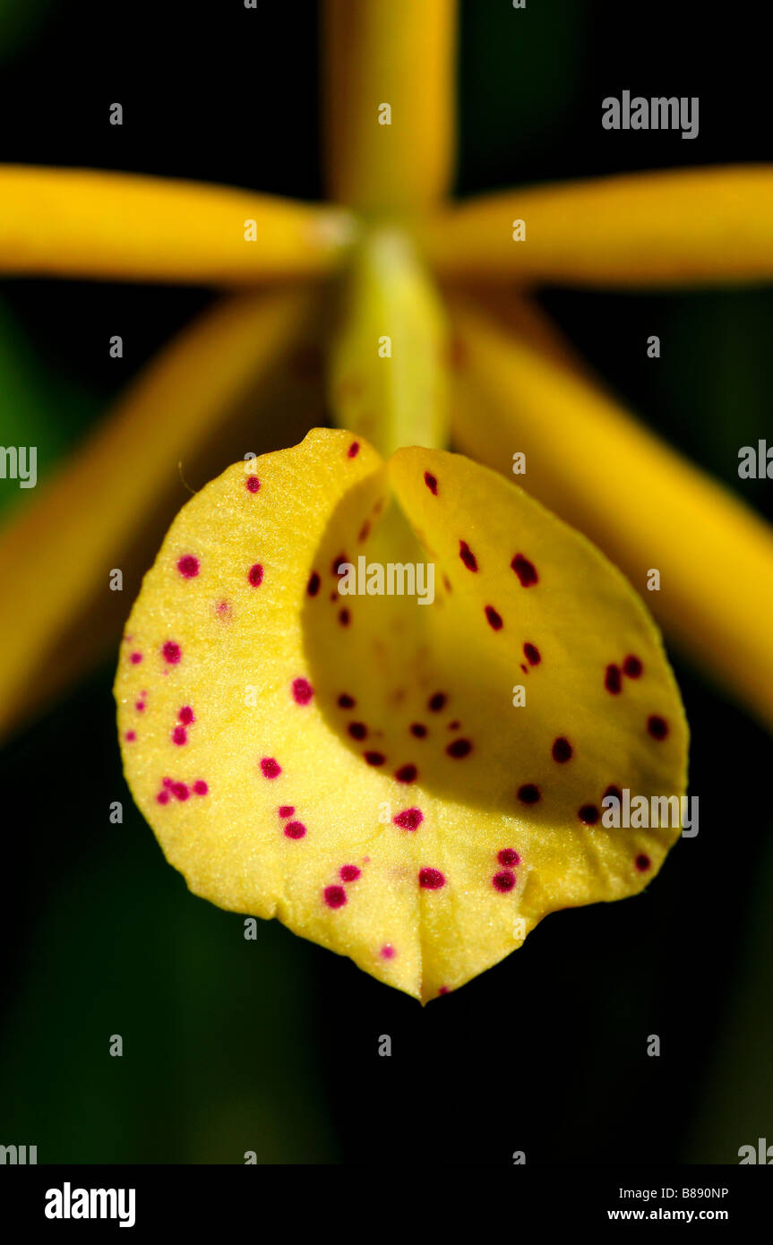 Orchid flower. Stock Photo