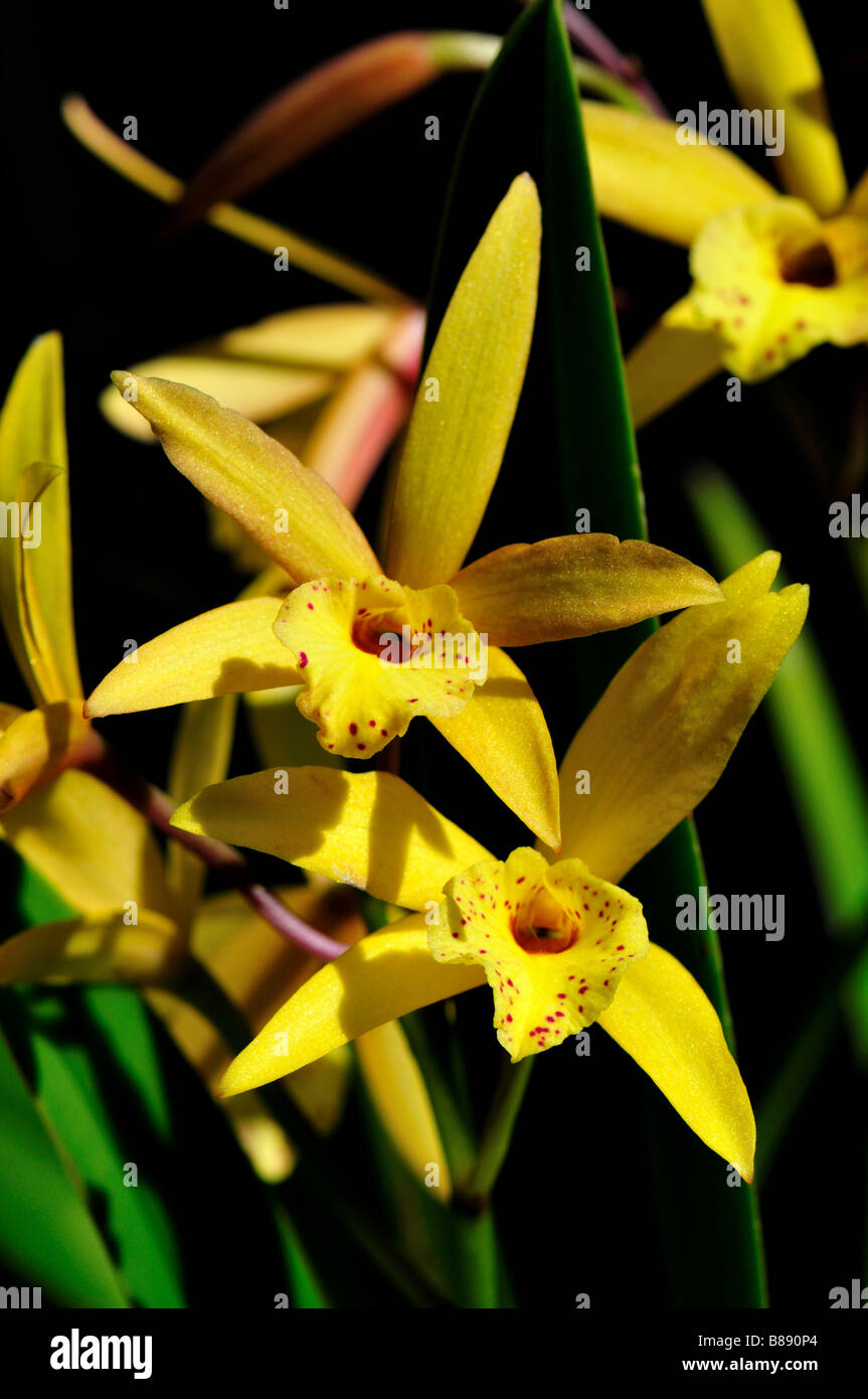Orchid flowers. Stock Photo