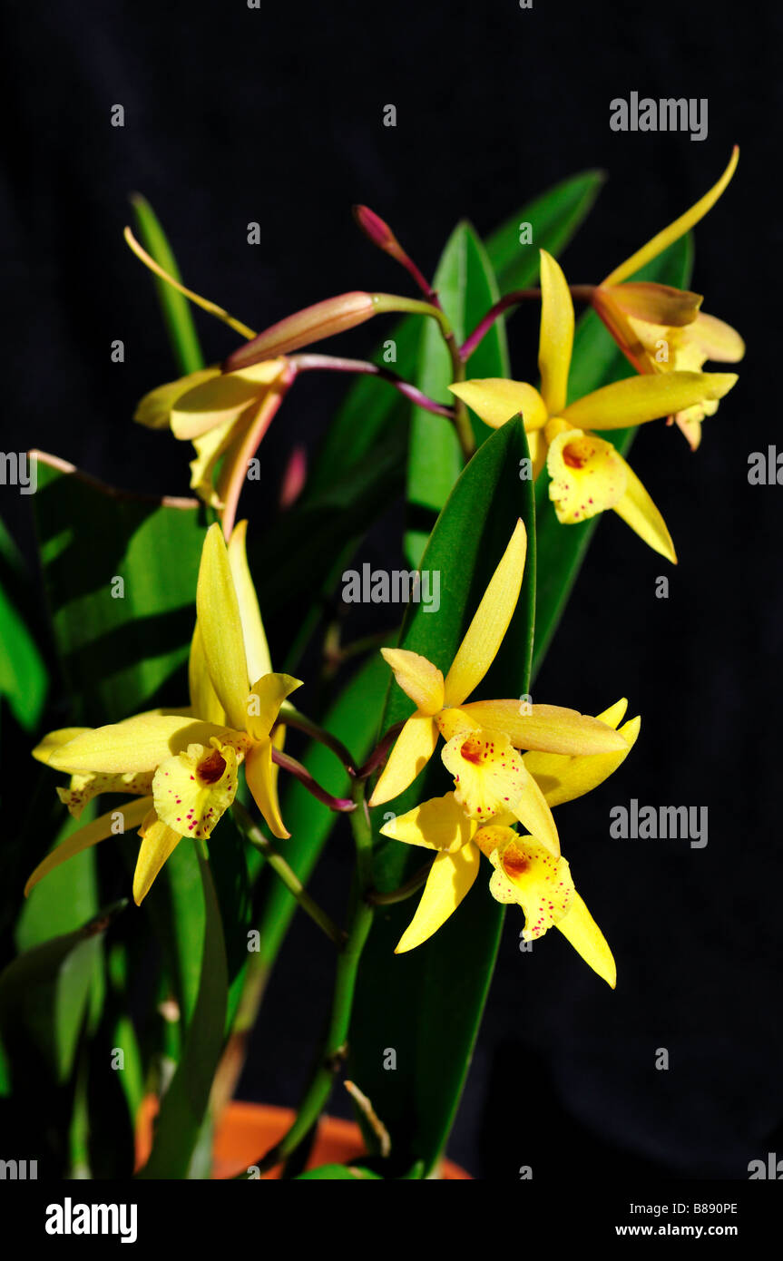 Orchid flowers. Stock Photo