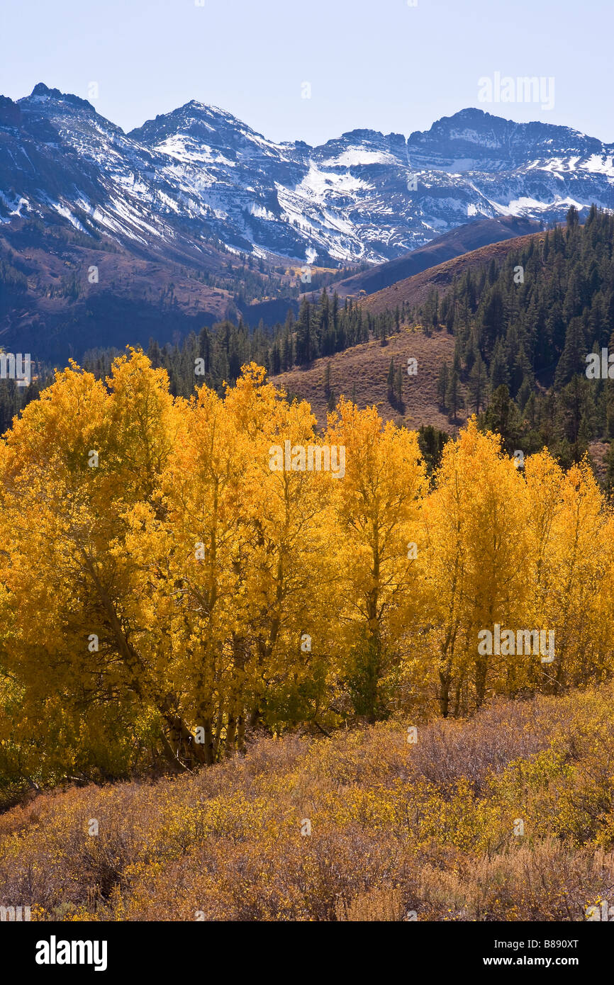 aspen (Populus tremuloides) trees in fall colors Sonora Pass Sierra