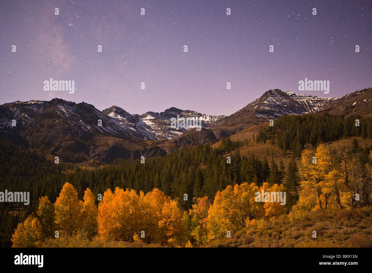aspen trees (Populus tremuloides) in fall colors lit only by moonlight