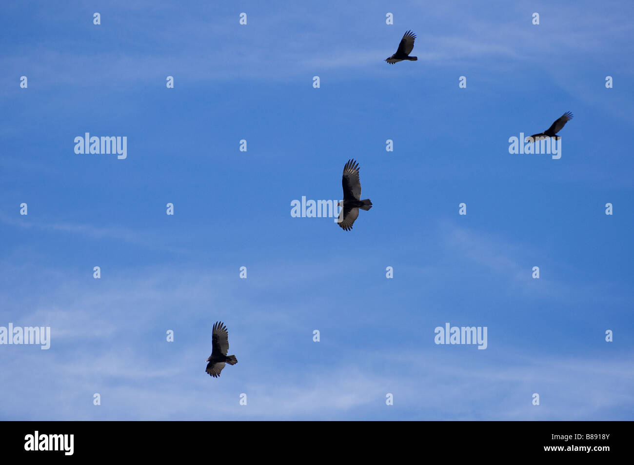 North Florida Turkey vultures Cathartes aura circling overhead Stock Photo