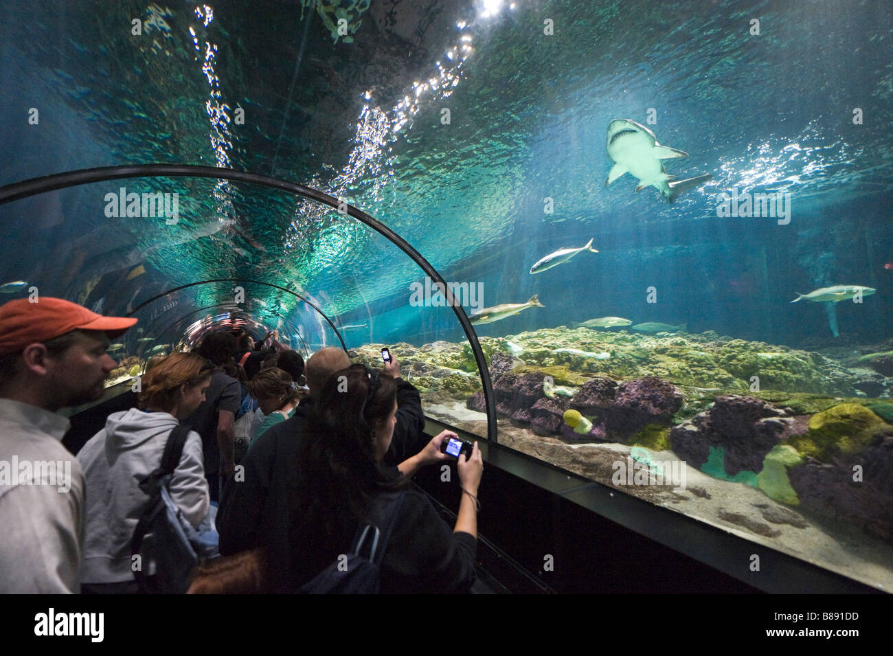 Underwater viewing tunnel at the Shark Encounter, Sea World, Orlando, Central Florida, USA Stock Photo