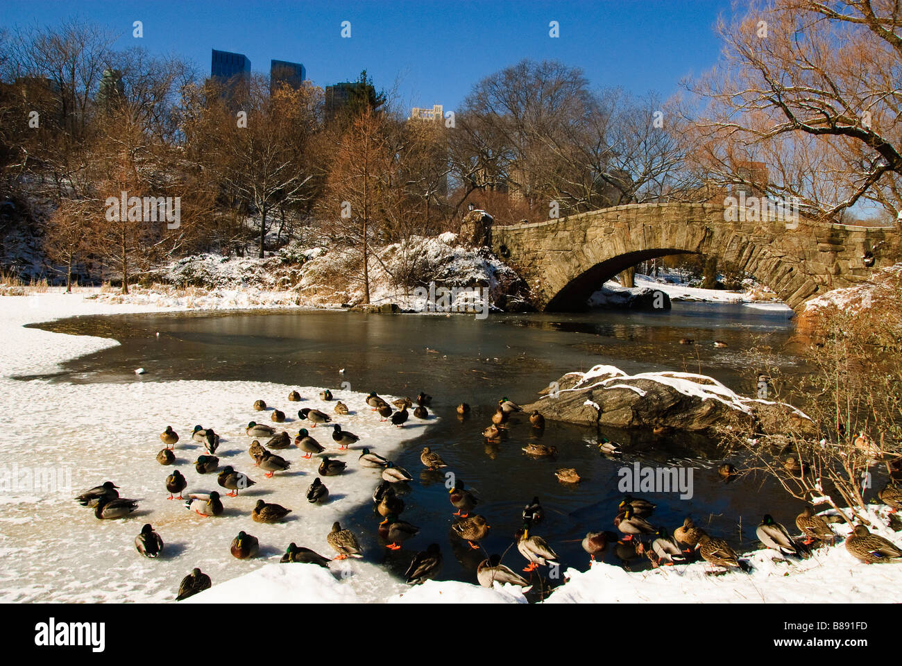 ducks-on-the-frozen-pond-in-new-york-s-central-park-stock-photo-alamy