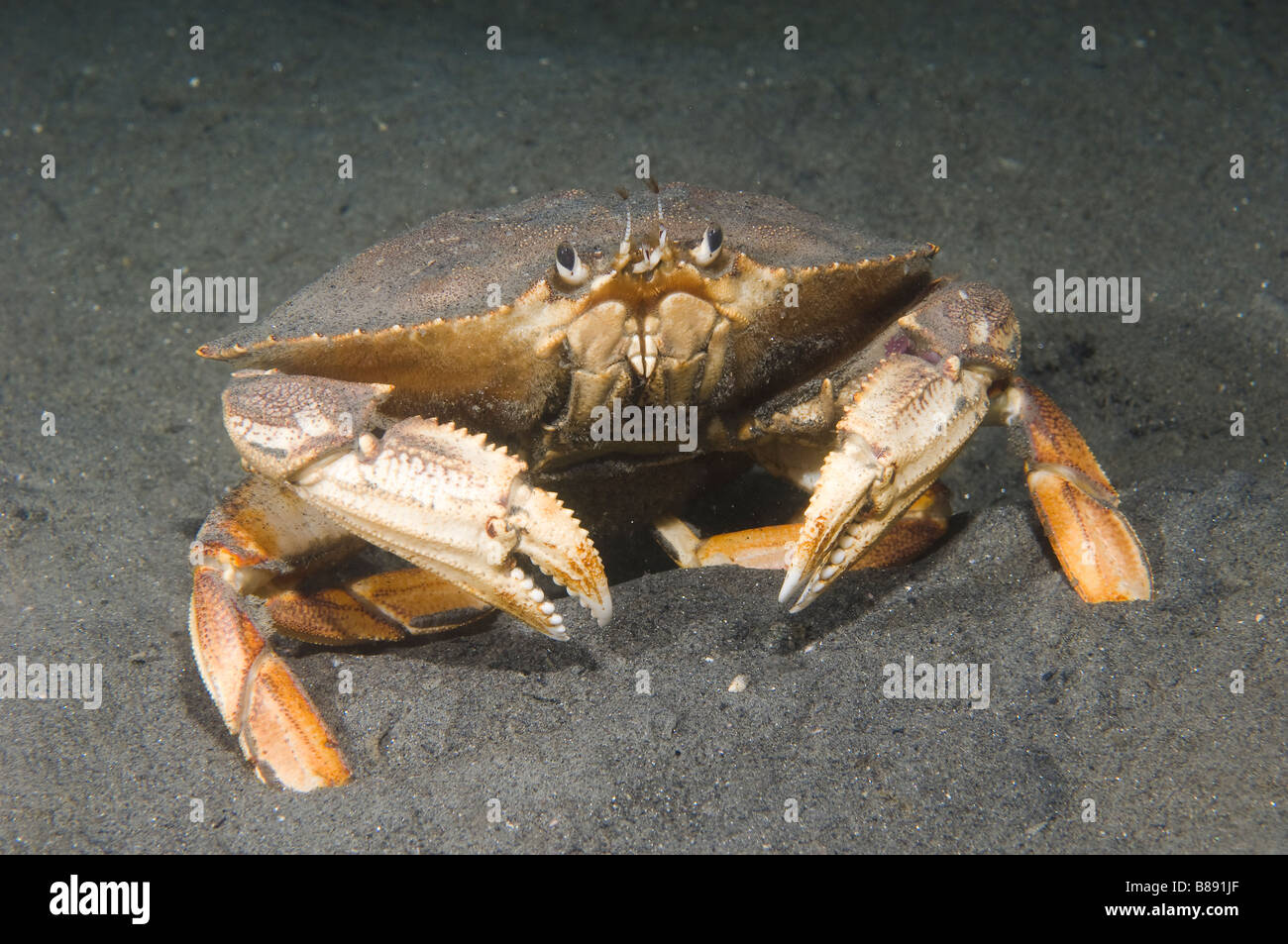 Dungeness crab Cancer magister an important commercial and sport fishery range Alaska to California Stock Photo