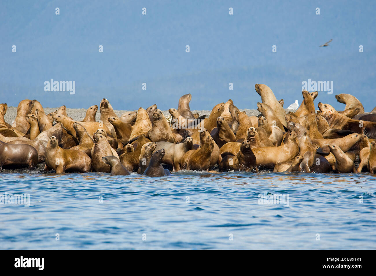 Steller Sea Lions Eumetopias jubatus on haulout Alaska Stock Photo