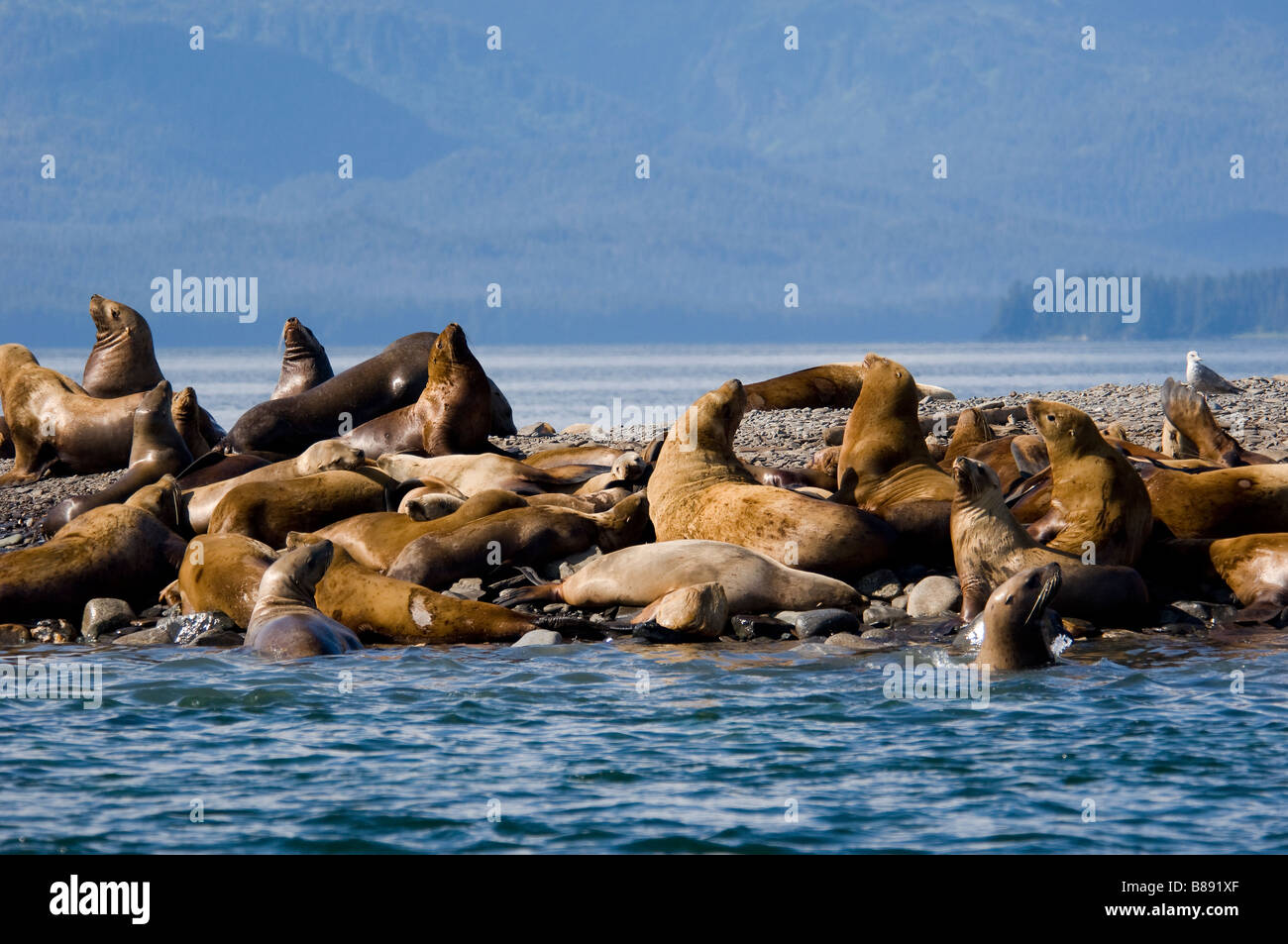 Steller Sea Lions Eumetopias jubatus on haulout Alaska Stock Photo