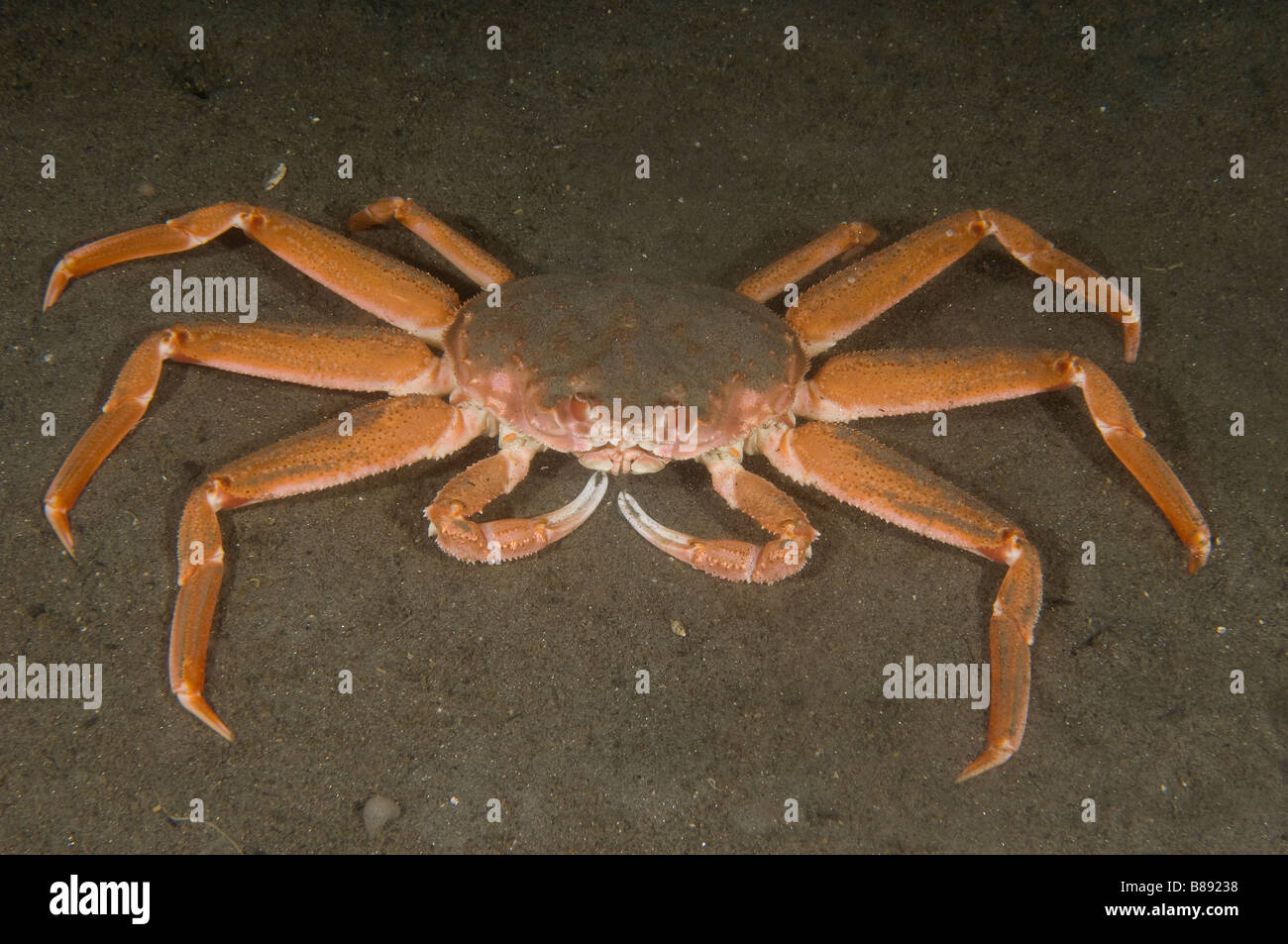 Tanner Crab or snow crab, Chionoecetes bairdi, Fishing for this species is the focus of the TV series Deadliest Catch Stock Photo