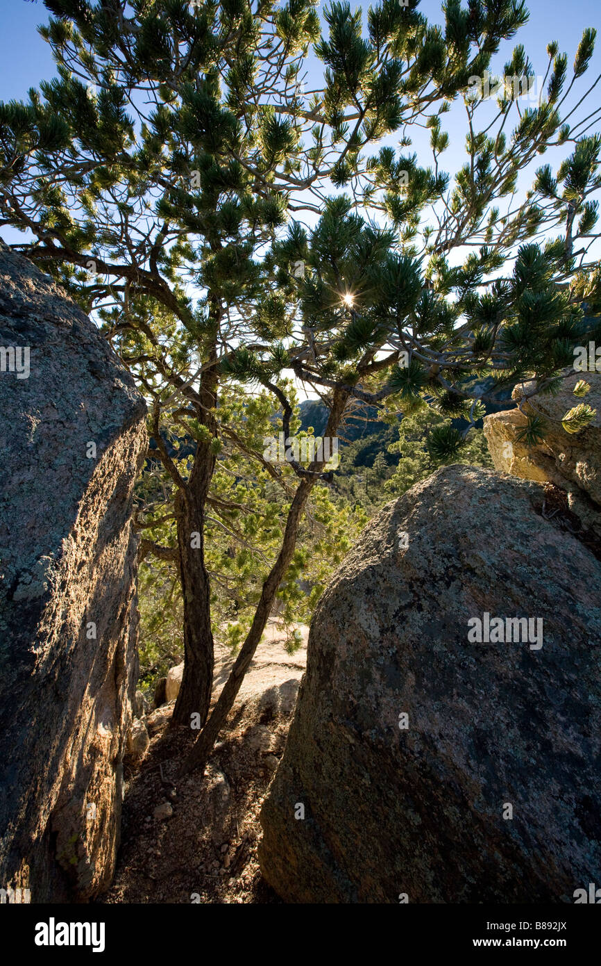 Tree and Rocks Mt Lemmon Santa Catalina Mountains Tucson Arizona Stock Photo