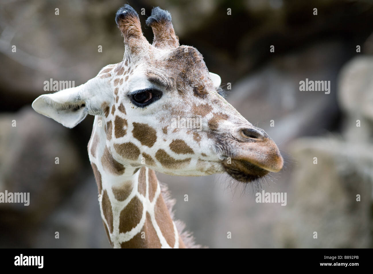 Portrait of a giraffe Stock Photo - Alamy
