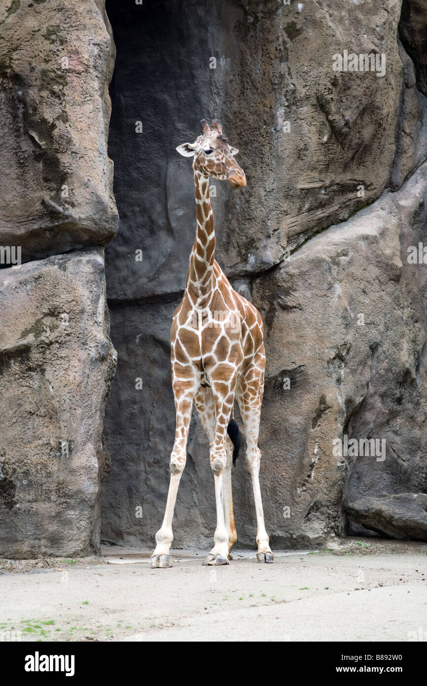 Giraffe standing tall Stock Photo - Alamy