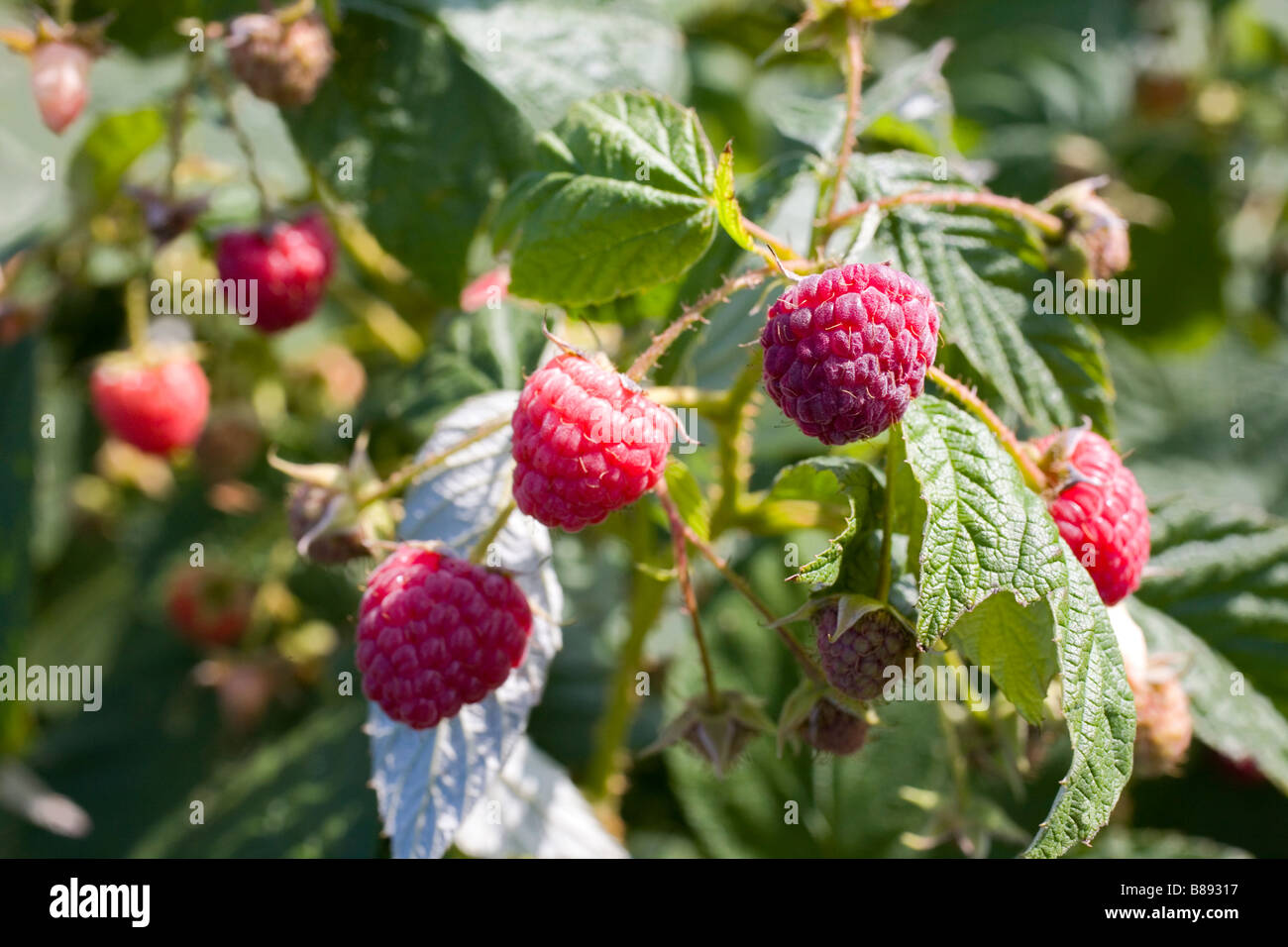 Raspberries ready for picking Stock Photo Alamy