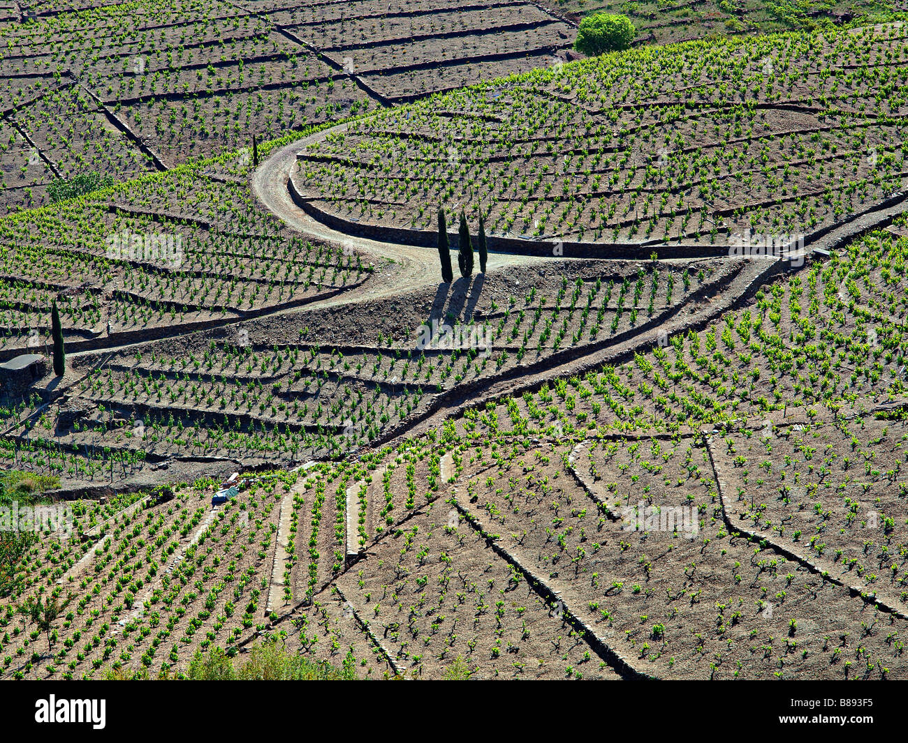 Vineyards at Banyuls, Languedoc Roussillon, France. Stock Photo