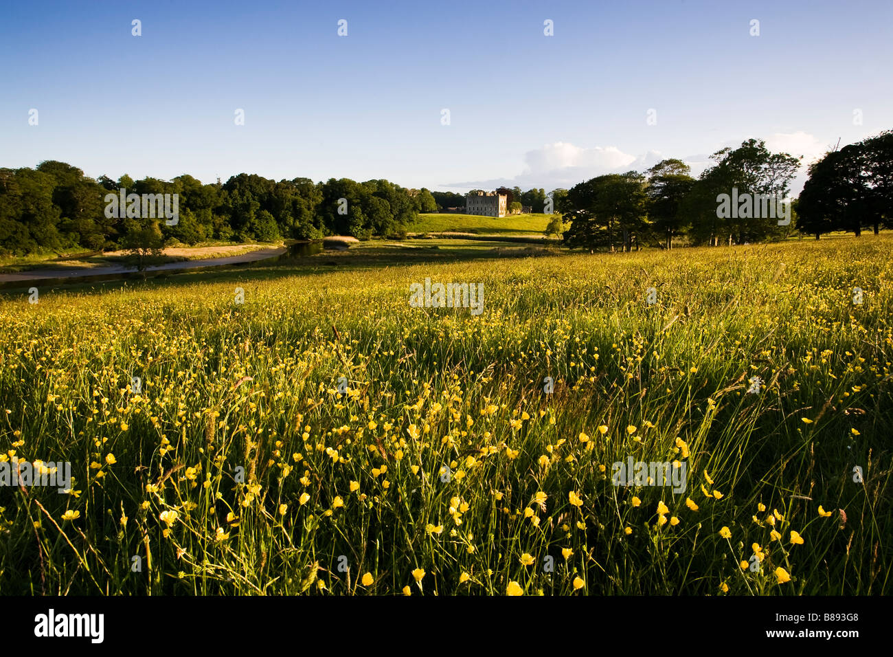 Scenic Irish landscape with a flower filled Buttercup meadow with an Irish Castle in the distance Stock Photo