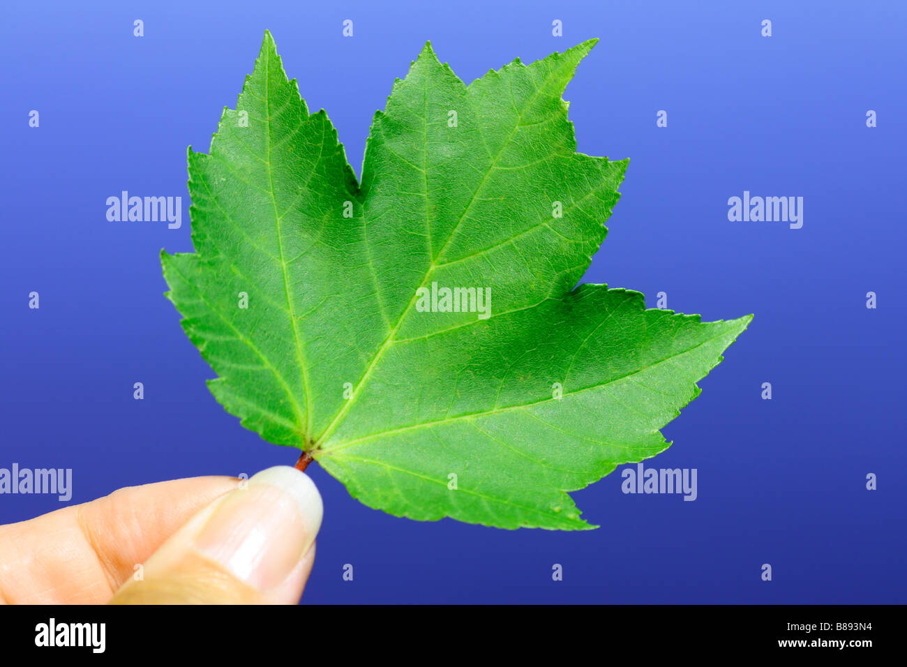 green red maple leaf held by two fingers in hand Stock Photo