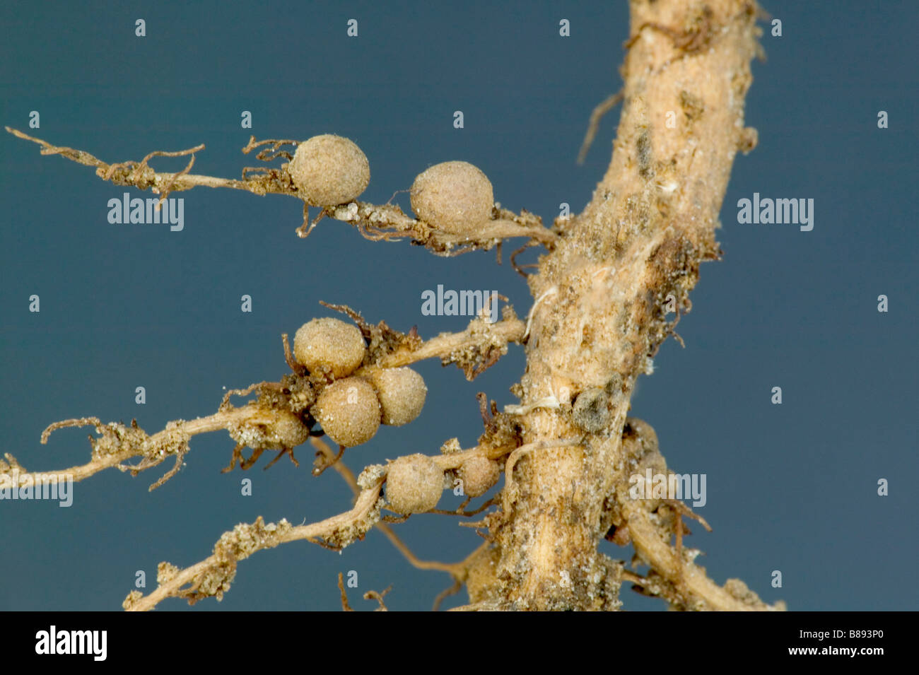 Nitrogen Fixation Nodules of the peanut plant. Stock Photo