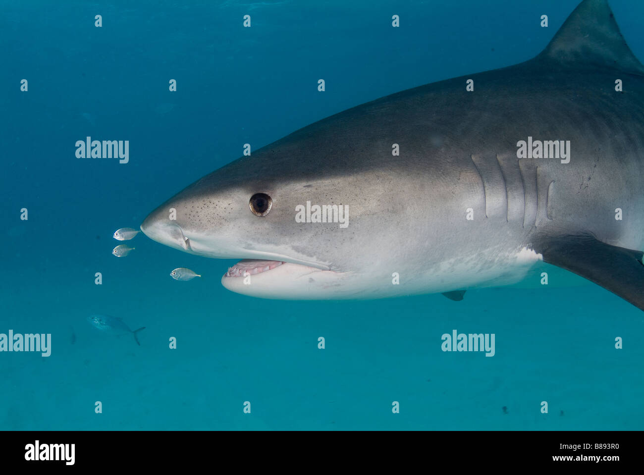 Tiger Shark Galeocerdo cuvier Bahamas Caribbean Sea Stock Photo