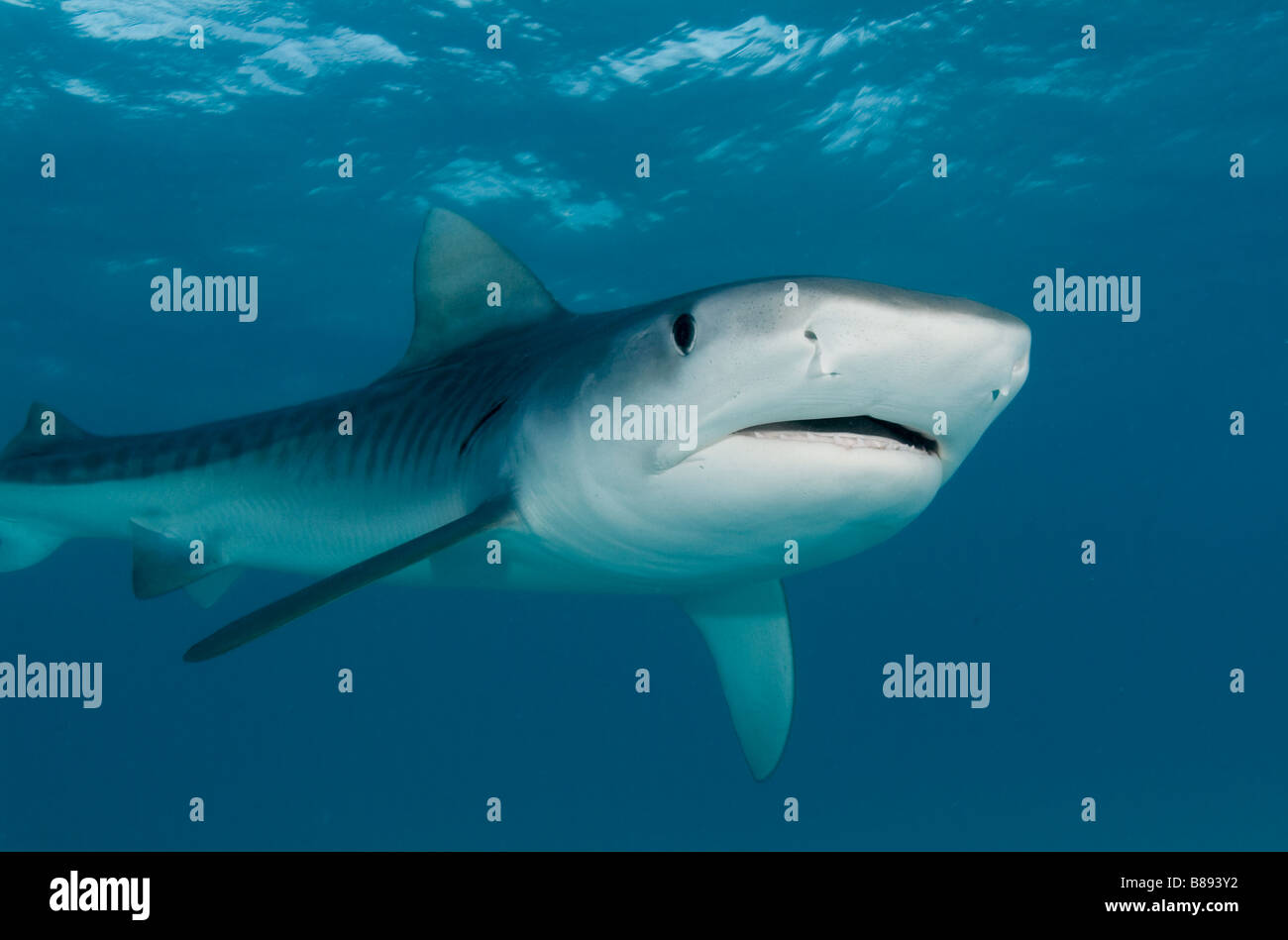 Tiger Shark Galeocerdo cuvier Bahamas Caribbean Sea Stock Photo - Alamy