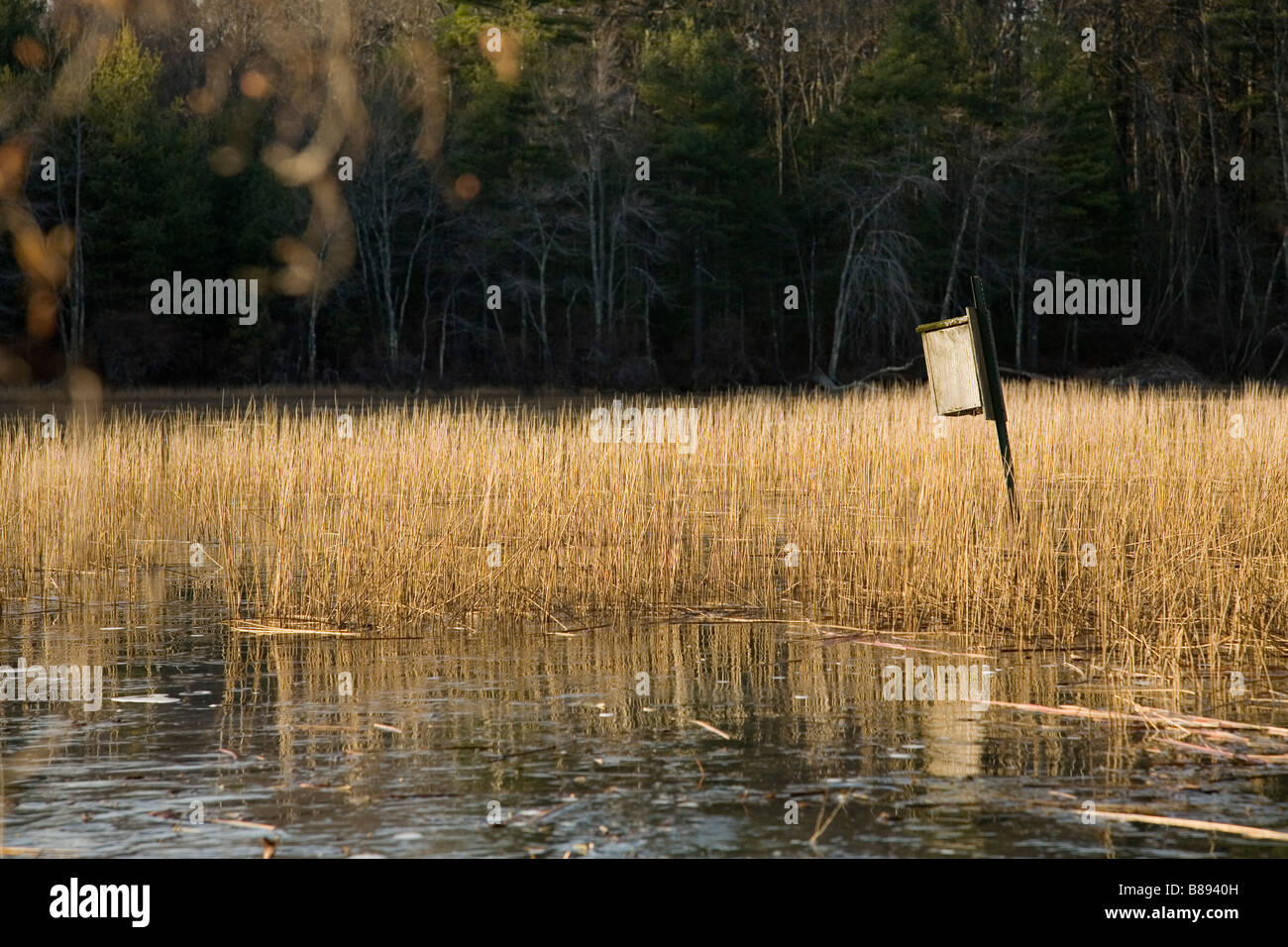 Wooden duck house hires stock photography and images Alamy