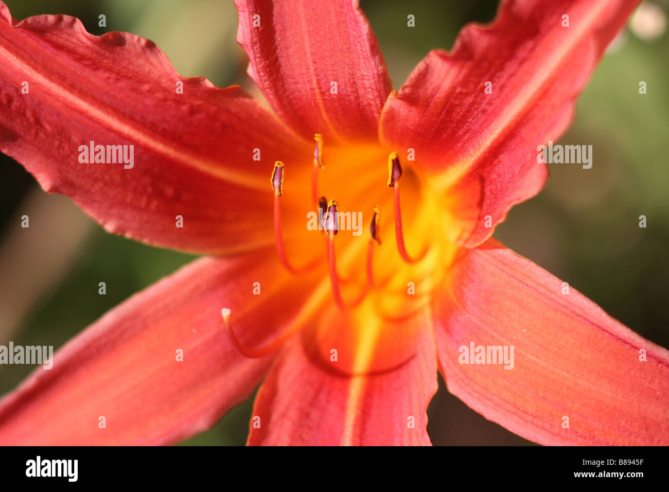Sun shown red lily.  Yellow center with purple stamens. Stock Photo