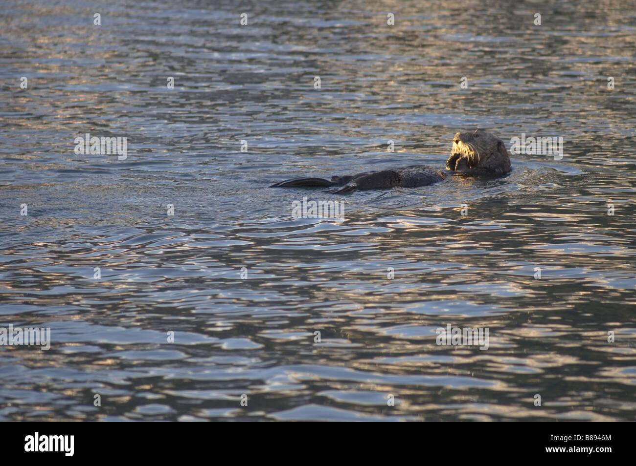 Harbor Seal Sea Otter dines on Sea Shells in Frozen Harbor Stock Photo