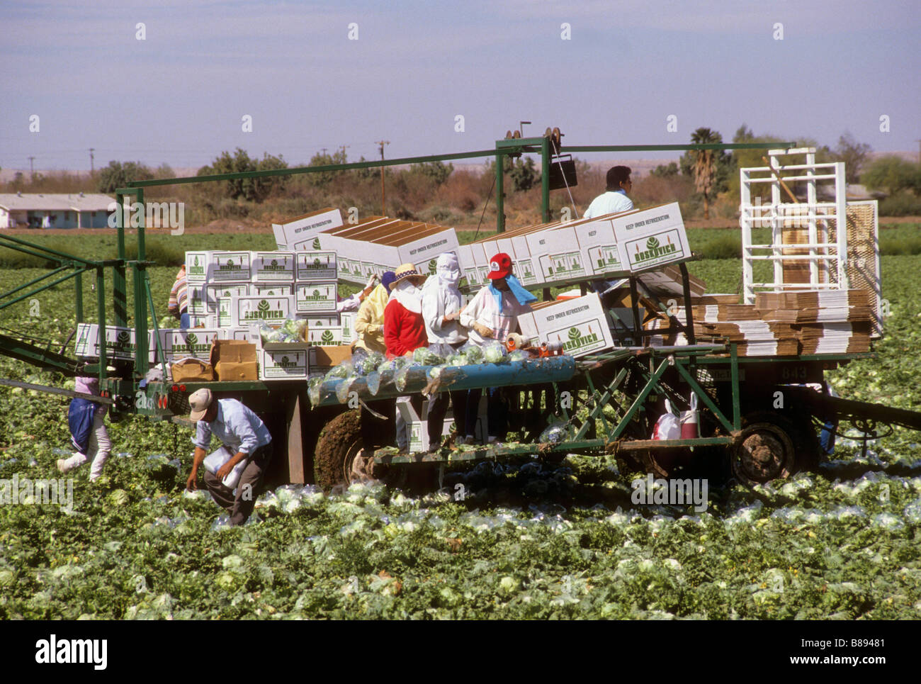 Lettuce harvest crew with machine Stock Photo Alamy