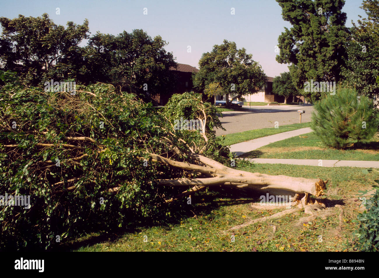 Tree, blown down by strong winds, lies in residential yard Stock Photo