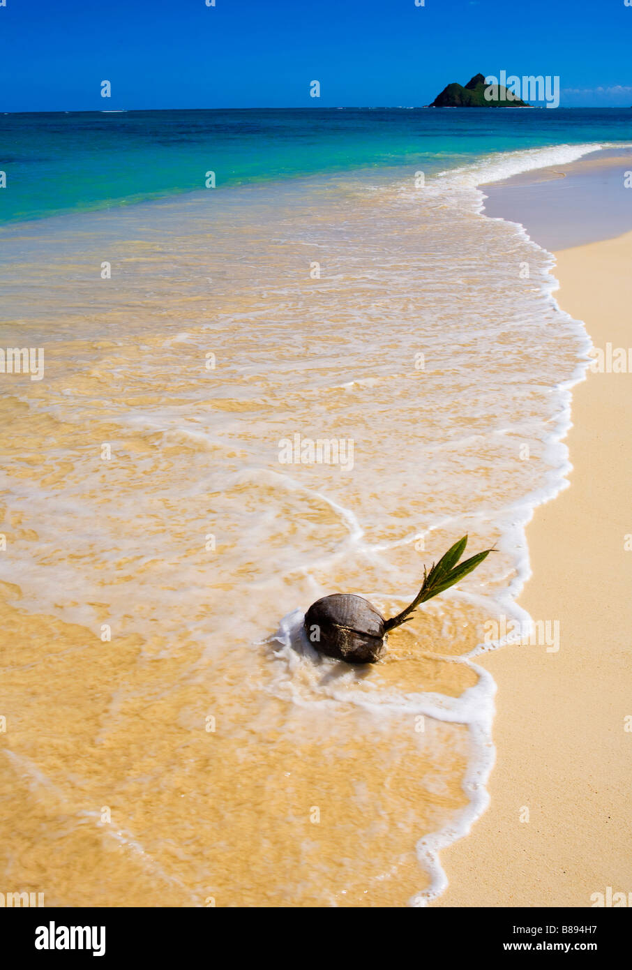 A sprouting coconut washed up on the shore of a tropical beach in