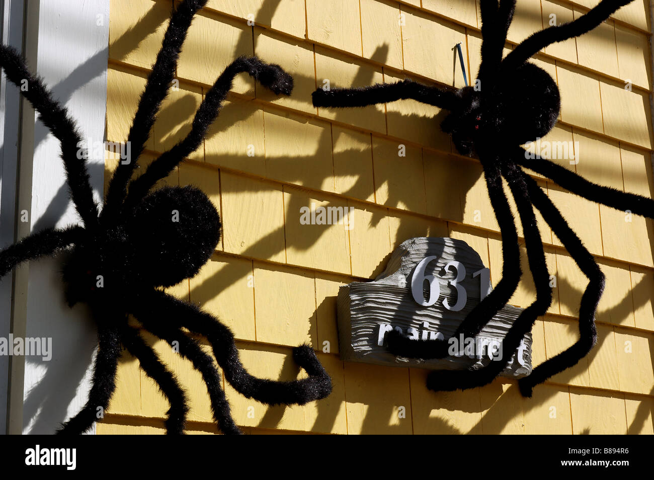 Big Furry Spiders On The Outside Of A House As Halloween