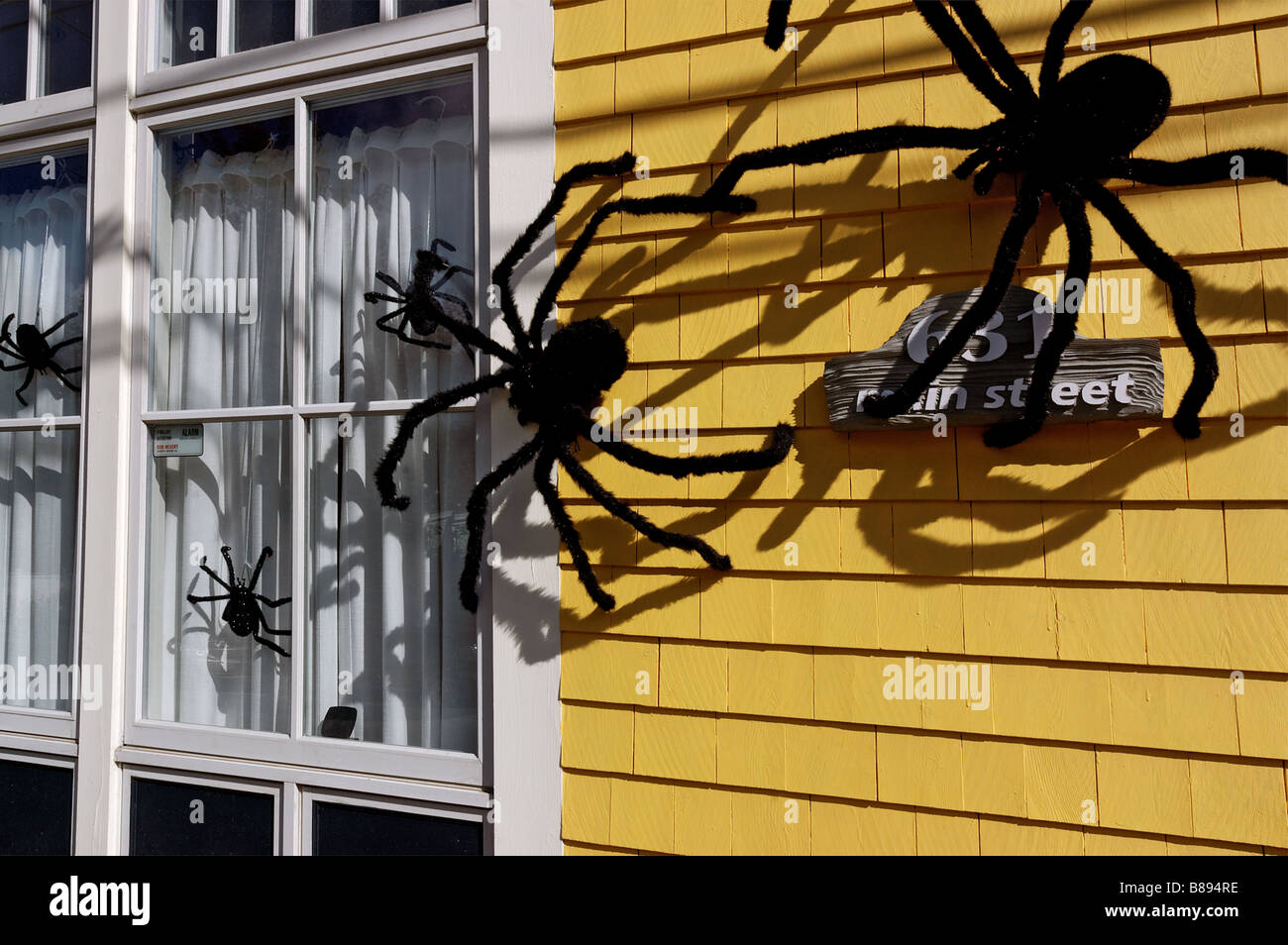 Big Furry Spiders On The Outside Of A House As Halloween