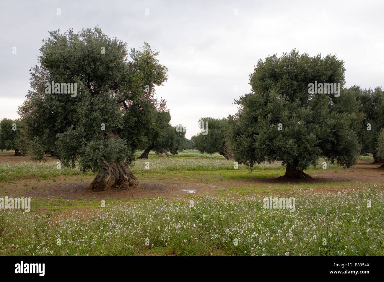 Olive trees hi-res stock photography and images - Alamy
