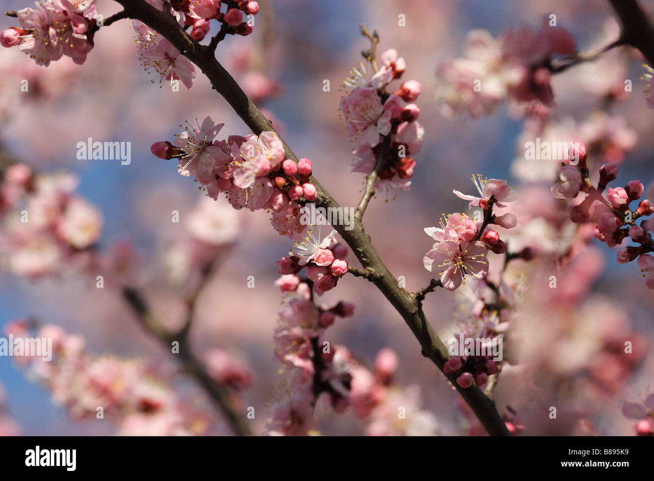 Sakura dream hi-res stock photography and images - Alamy