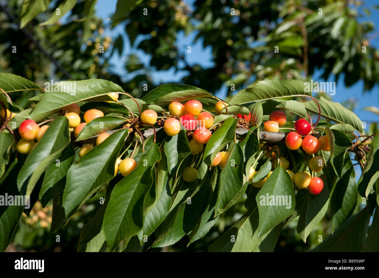 Chilean red cherries, ripening in the sun, Chile Stock Photo