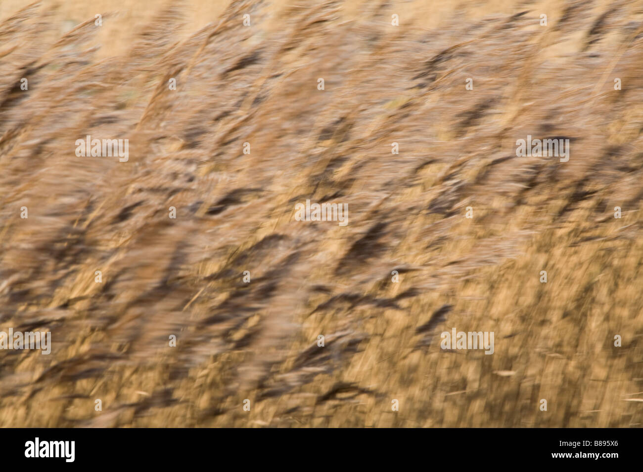 Semi Abstract Background of Reeds Stock Photo