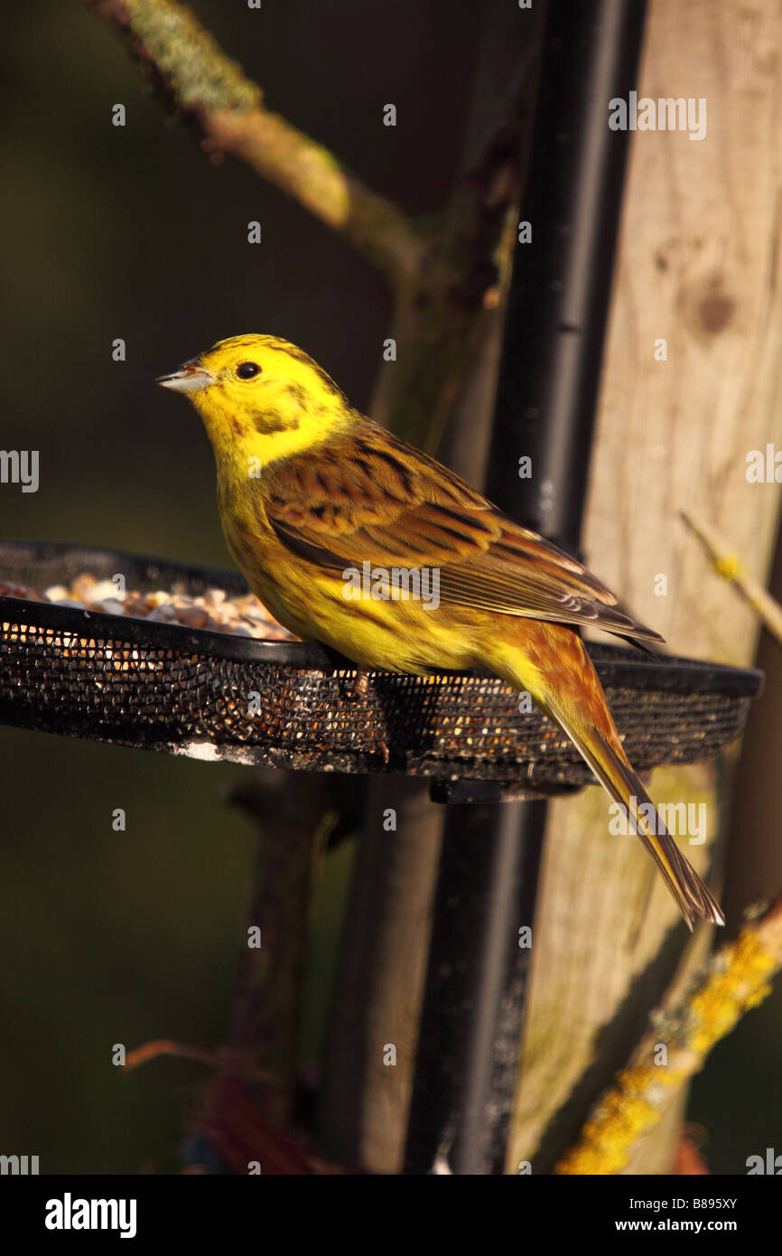 yellowhammer emberiza citrinella visiting garden bird table Stock Photo