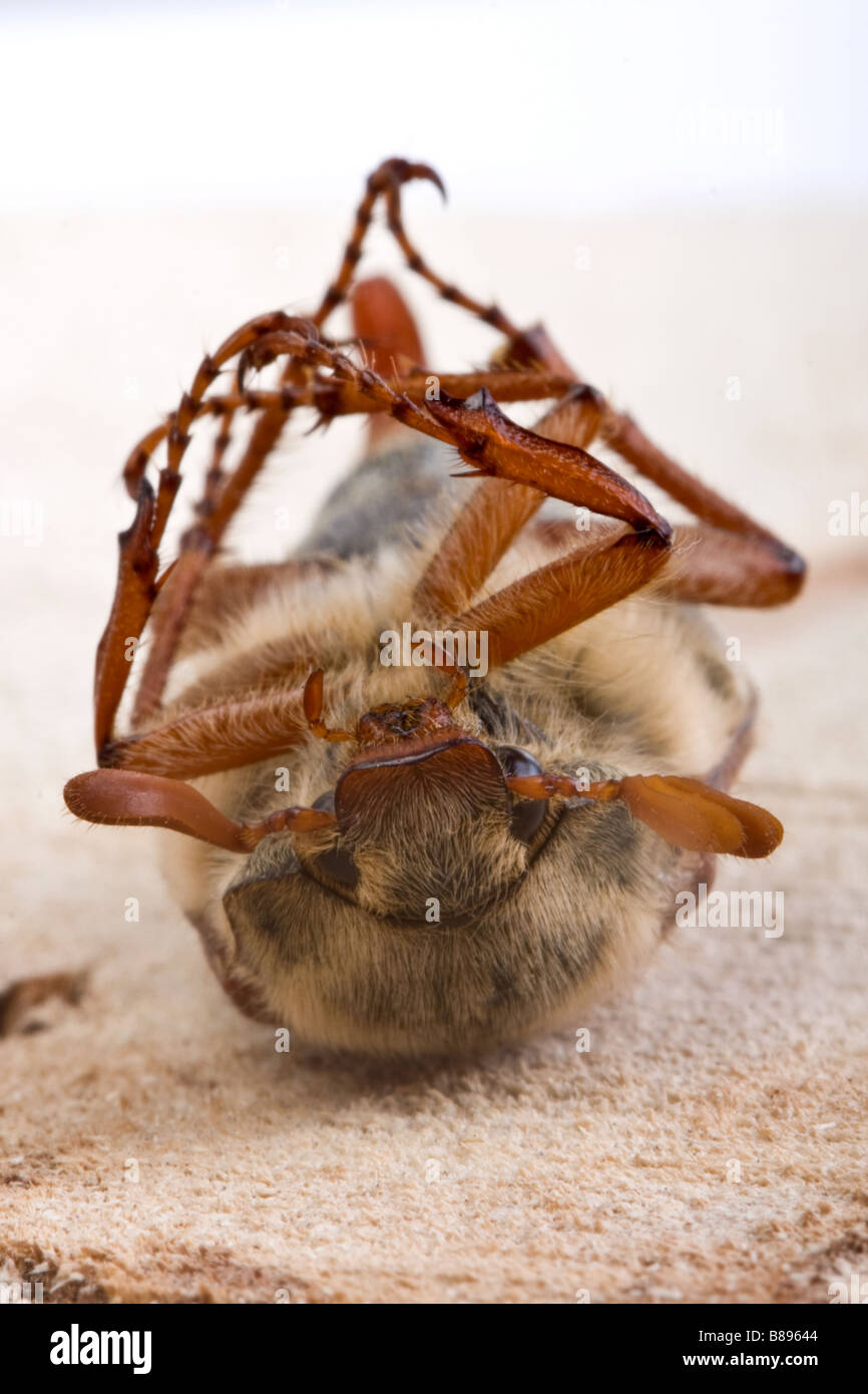 Alive maybug fallen on his back upside down Stock Photo